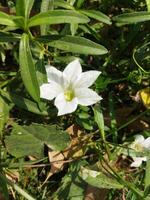 Leaves and fruits are eaten as food, raw fruits of telakucha can be eaten as curry, leaves can be fried and eaten as vegetables, also soups and salads are made from raw fruits and young leaves. Raw fr photo