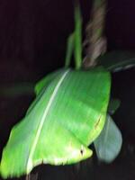 a banana tree with a large green leaf In the new garden, seedlings of improved varieties of banana have been planted photo