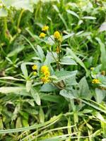 mientras caminando a lo largo el pueblo camino o el urbano yermo, uno tiene a detener repentinamente como Si el Virgen naturaleza es esperando vestido en un amarillo vestido. por el campos, por el bordes de camino el verde lima sur foto