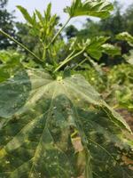 pepinos Contiene alto niveles de antioxidantes ese destruir causante de cáncer células y ayuda cura el enfermedad. eso trabajos muy bien en asma. Fenogreco es usado como medicina en herbario tratamiento de el enfermedades foto