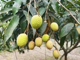 Benefits of eating litchi Keeps bones healthy Litchi contains magnesium, phosphorus, iron, manganese and copper. ... Beneficial for Kidneys It is important to keep an eye on the food to keep the kidne photo