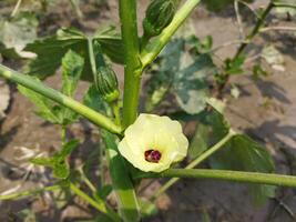 Cucumbers contain high levels of antioxidants that destroy cancer-causing cells and help cure the disease. It works very well in asthma. Fenugreek is used as medicine in herbal treatment of the diseas photo