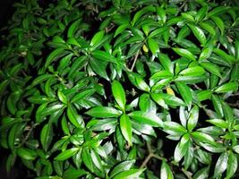 a plant with green leaves is shown in the dark photo