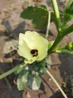 pepinos Contiene alto niveles de antioxidantes ese destruir causante de cáncer células y ayuda cura el enfermedad. eso trabajos muy bien en asma. Fenogreco es usado como medicina en herbario tratamiento de el enfermedades foto