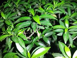 a plant with green leaves is shown in the dark photo