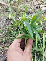 a hand holding a plant in front of a field photo