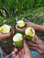 hands holding cucumbers in front of a field photo