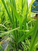 a woman walking through a field of tall grass photo