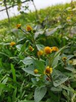 mientras caminando a lo largo el pueblo camino o el urbano yermo, uno tiene a detener repentinamente como Si el Virgen naturaleza es esperando vestido en un amarillo vestido. por el campos, por el bordes de camino el verde lima sur foto