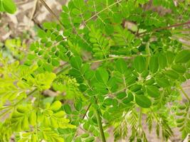 Nutritional value of Shajana leaves It helps in preventing diseases. Helps maintain hormonal balance. ... Acts as an anti-inflammatory i.e. relieves various pains in the body. It helps in reducing photo