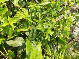 The juice of the leaves of Kalamegh tree is used in the treatment of fever, worms, indigestion, liver etc. The juice of this plant acts as a blood purifier, stomach and liver tonic and laxative. Again photo