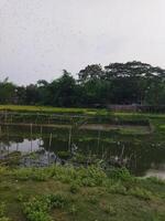 a river with a small pond and trees in the background photo