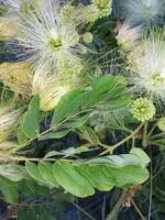 a plant with white flowers and green leaves photo