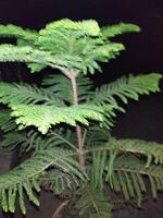 a small tree with green leaves in a dark room photo