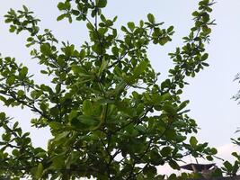 A wood nut tree with leaves and a bird above photo