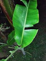 a banana tree with a large green leaf In the new garden, seedlings of improved varieties of banana have been planted photo