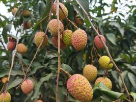 Benefits of eating litchi Keeps bones healthy Litchi contains magnesium, phosphorus, iron, manganese and copper. ... Beneficial for Kidneys It is important to keep an eye on the food to keep the kidne photo