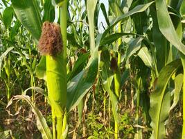 a corn plant with a purple flower on it photo