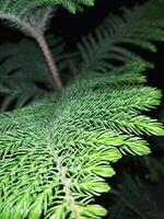 a small tree with green leaves in a dark room photo