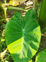 a large plant with many leaves growing in the ground photo