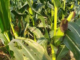 a corn plant with a purple flower on it photo