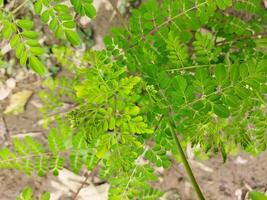 Nutritional value of Shajana leaves It helps in preventing diseases. Helps maintain hormonal balance. ... Acts as an anti-inflammatory i.e. relieves various pains in the body. It helps in reducing photo