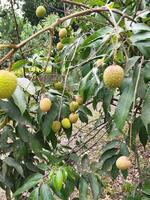 Benefits of eating litchi Keeps bones healthy Litchi contains magnesium, phosphorus, iron, manganese and copper. ... Beneficial for Kidneys It is important to keep an eye on the food to keep the kidne photo