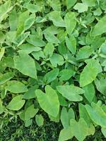 Kachusha contains a lot of vitamin A, so it is very useful in preventing night blindness. Moreover, it contains more food energy, fat, sugars, minerals, calcium and iron than red cabbage and puishaka. photo