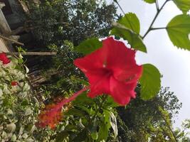 This flower relieves the body of free radical problems and helps the skin to look younger. Consuming jaba reduces appetite. You can boil jaba leaves in water to make tea, it gives you energy and curbs photo