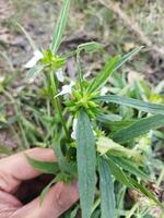 un mano participación un planta en frente de un campo foto