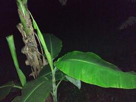 a banana tree with a large green leaf In the new garden, seedlings of improved varieties of banana have been planted photo