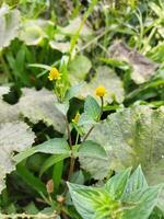 mientras caminando a lo largo el pueblo camino o el urbano yermo, uno tiene a detener repentinamente como Si el Virgen naturaleza es esperando vestido en un amarillo vestido. por el campos, por el bordes de camino el verde lima sur foto