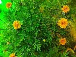a plant with yellow flowers in a green pot photo