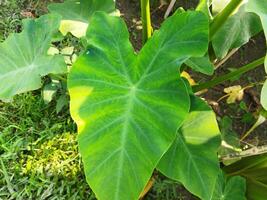 a large plant with many leaves growing in the ground photo