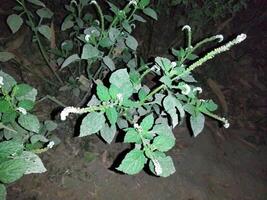 1. The juice of its leaves is used to cure red chaka chaka spots in the body due to fungal infection. 2. When the leaves are twisted and applied to the swelling, the swelling decreases. 4. Poisonous i photo