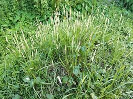 a grassy area with tall grass and some plants photo