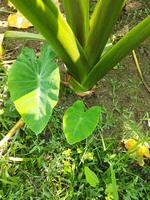 a large plant with many leaves growing in the ground photo