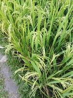 rice plants growing in the field photo