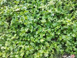 a green plant growing on the ground next to a fence photo