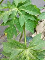 New young papaya seedlings have been planted photo