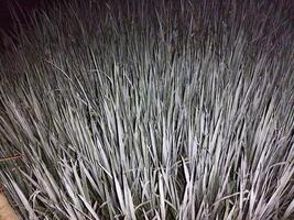 a blurry photo of a field of grass