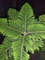 a small tree with green leaves in a dark room photo