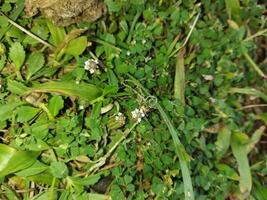 a small white flower is growing in the grass photo