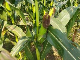 a corn plant with a purple flower on it photo