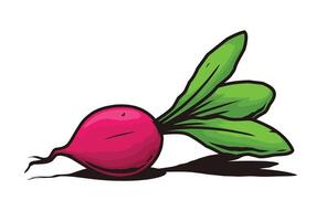 Red radish vegetable drawing vector