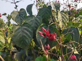 red flowers on a plant against a blue sky photo