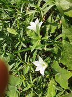 Leaves and fruits are eaten as food, raw fruits of telakucha can be eaten as curry, leaves can be fried and eaten as vegetables, also soups and salads are made from raw fruits and young leaves. Raw fr photo