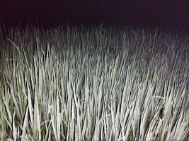 grass at night in the dark photo