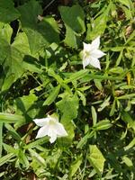 Leaves and fruits are eaten as food, raw fruits of telakucha can be eaten as curry, leaves can be fried and eaten as vegetables, also soups and salads are made from raw fruits and young leaves. Raw fr photo