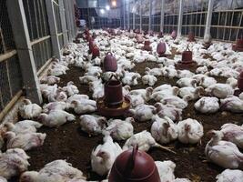 chickens in a large barn with many chickens photo